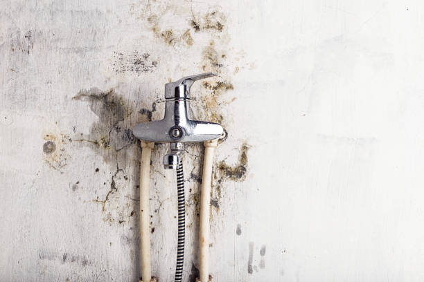 Best Industrial Mold Remediation in Elberton, GA
