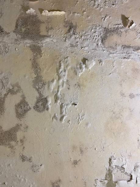 Reliable Elberton, GA Mold Remediation Solutions